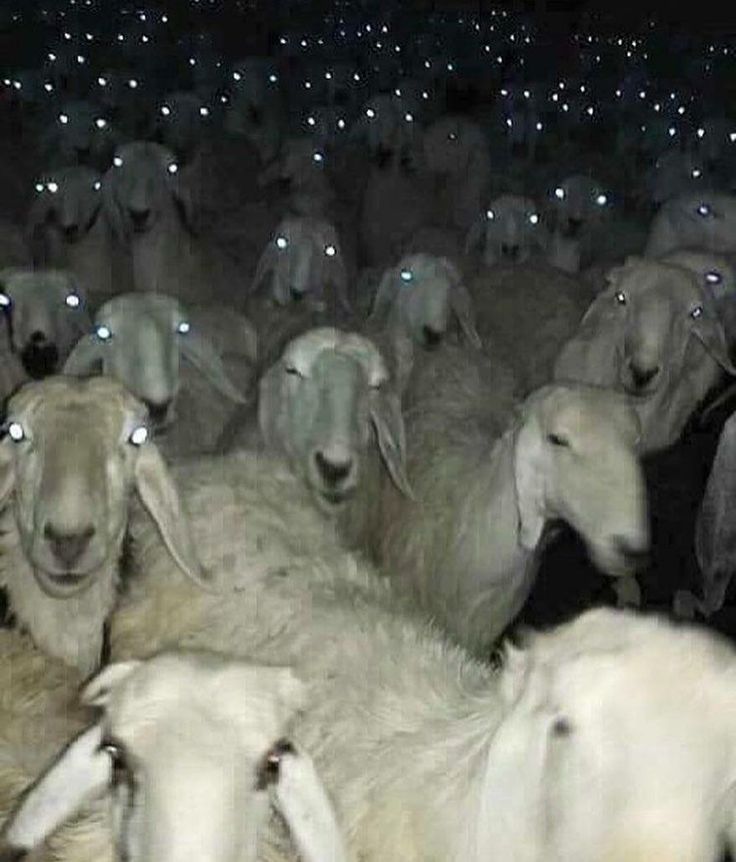 a herd of sheep standing next to each other