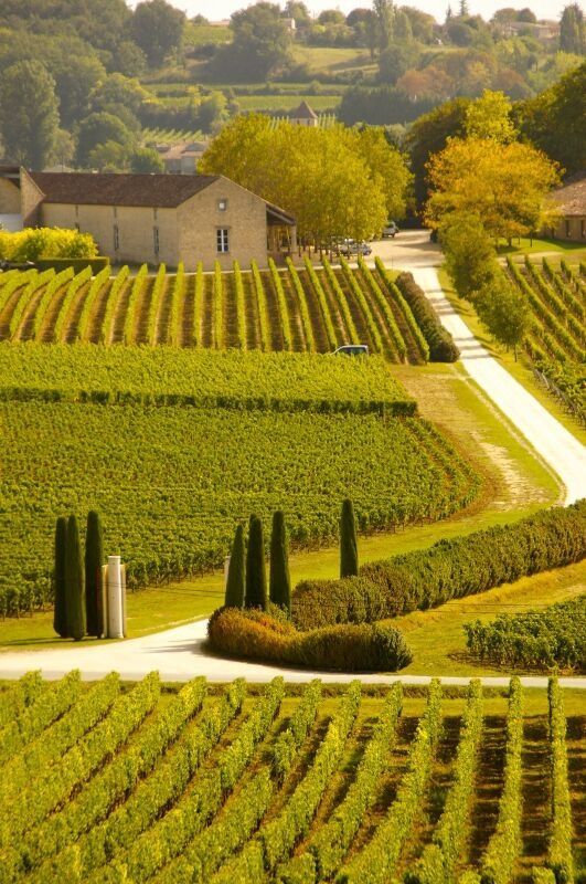 an aerial view of a vineyard in the countryside