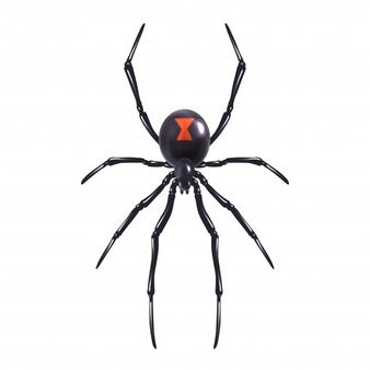 a large black spider with an orange cross on it's back