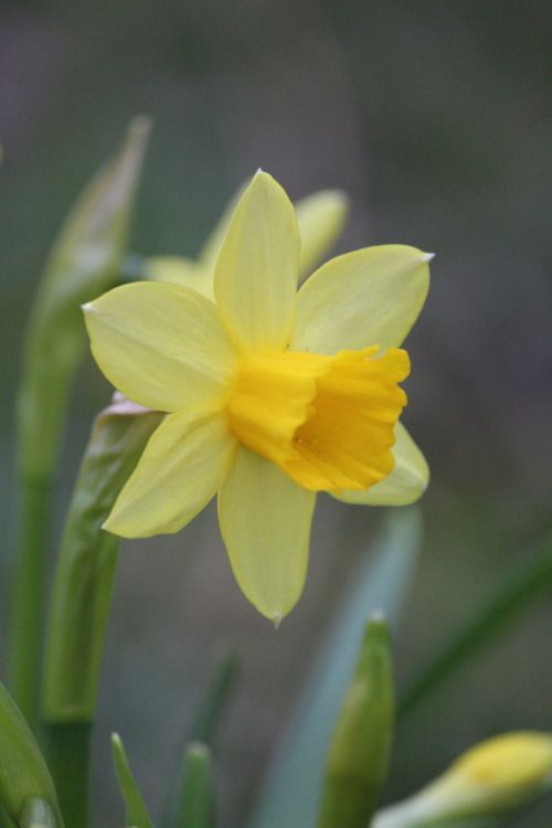 a yellow flower with green stems in the foreground