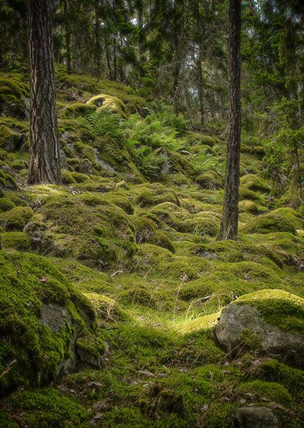 green moss covered rocks and trees in the middle of a wooded area with lots of grass