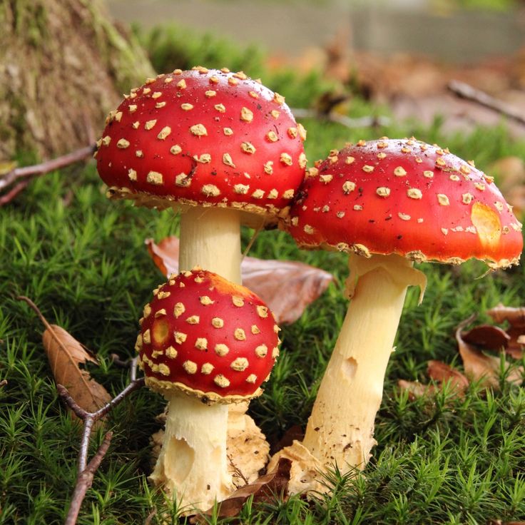 two red mushrooms with yellow dots on them sitting in the grass next to a tree