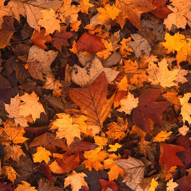 many different colored leaves on the ground