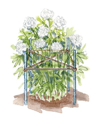 a watercolor painting of white flowers in a blue planter