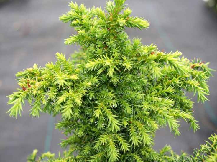 a close up of a tree with green leaves