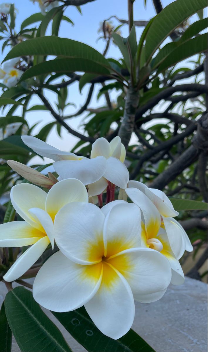 white and yellow flowers with green leaves in the background