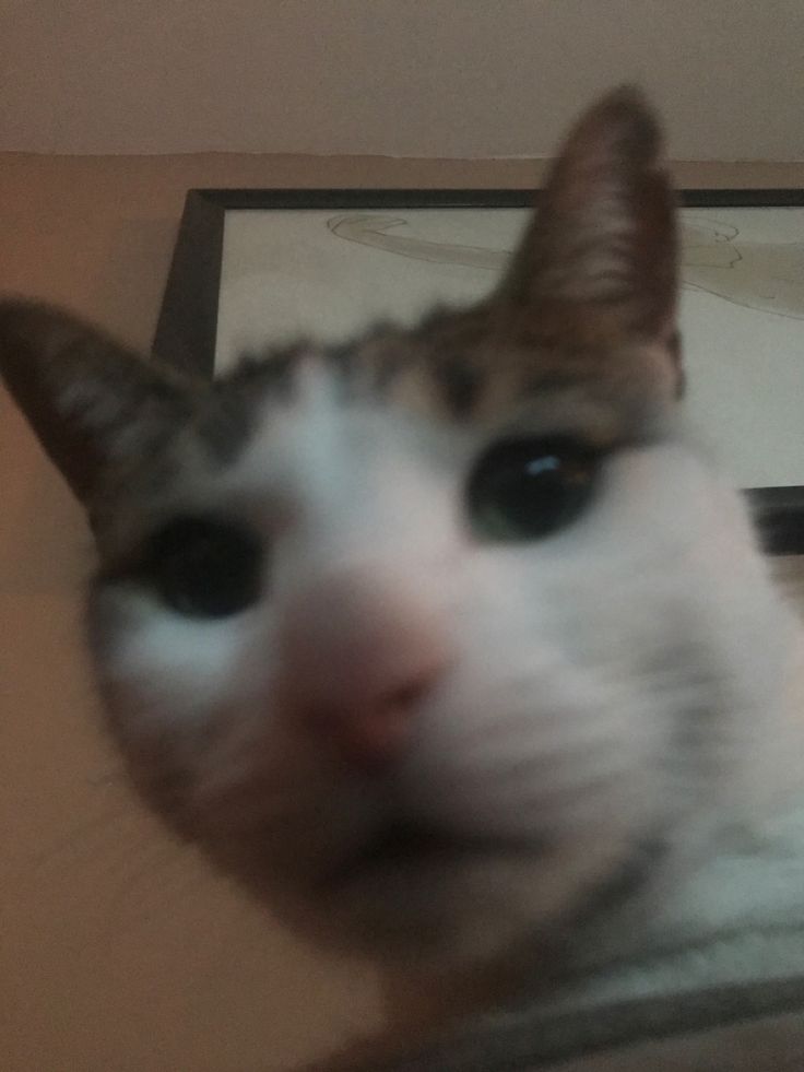 a close up of a cat's face with a mirror in the back ground