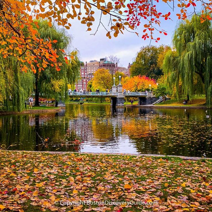 a pond surrounded by trees with leaves on the ground and in front of it is a bridge