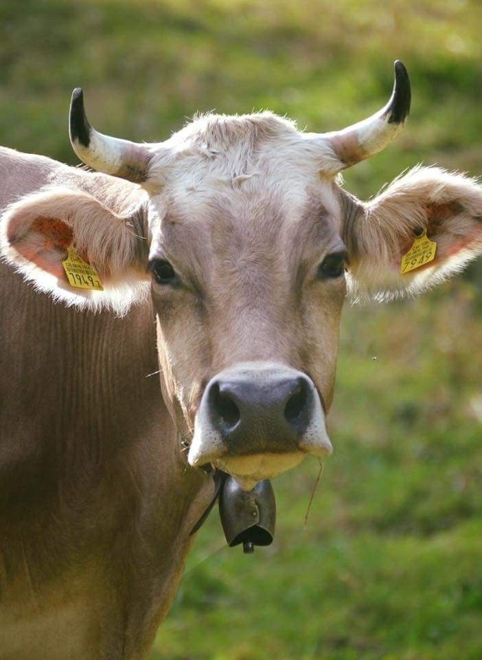 a brown cow standing on top of a lush green field