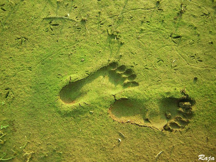 an animal's paw prints in the grass