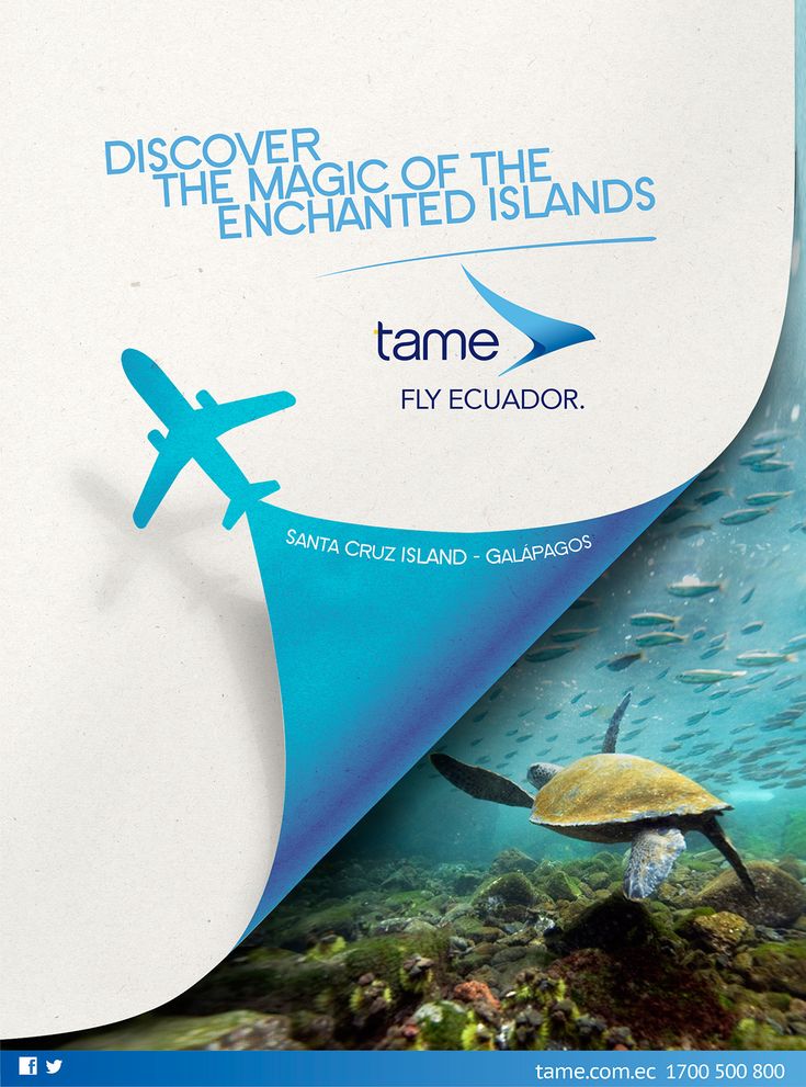 an advertisement for the sea turtle conservation program