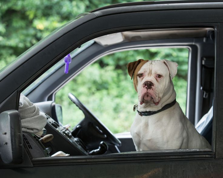 a dog sitting in the driver's seat of a truck