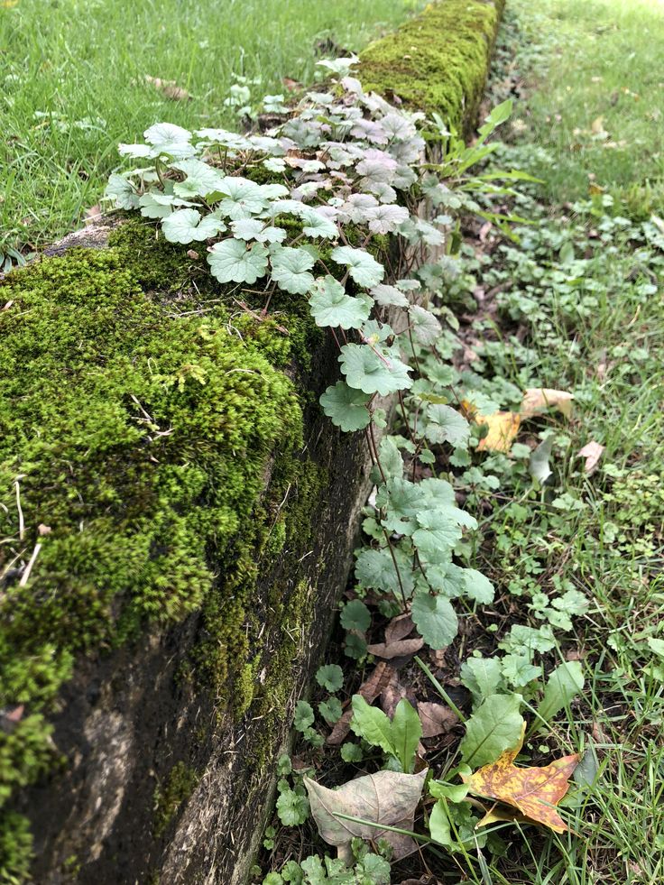 green moss growing on the side of a stone wall with leaves and grass around it