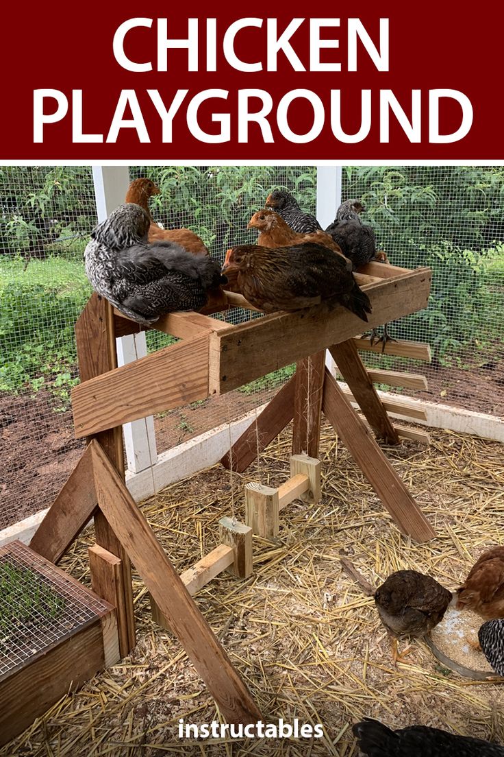 chickens are sitting in their coop with the words chicken playground written below them on top