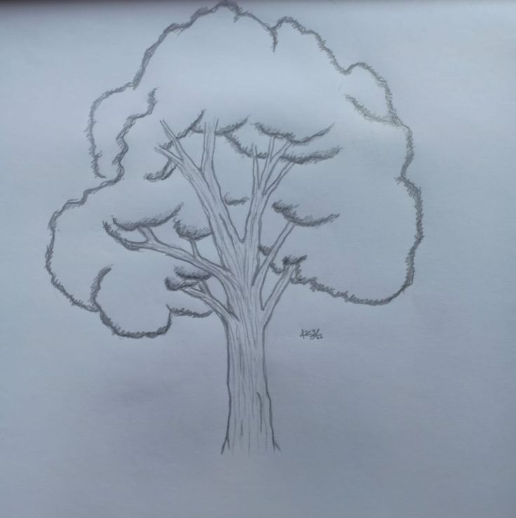 a pencil drawing of a tree in the snow