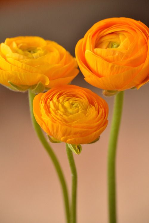 three yellow flowers are in a vase