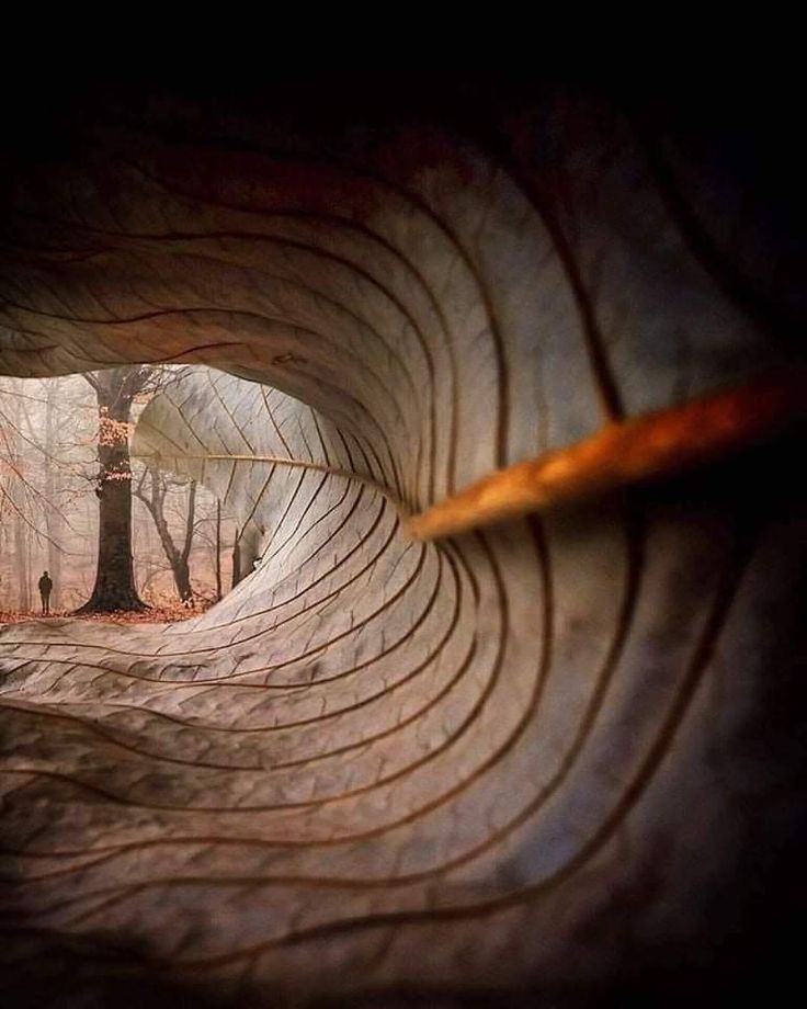 the inside of a tree trunk with an image of a forest in the background and text that reads earthervo