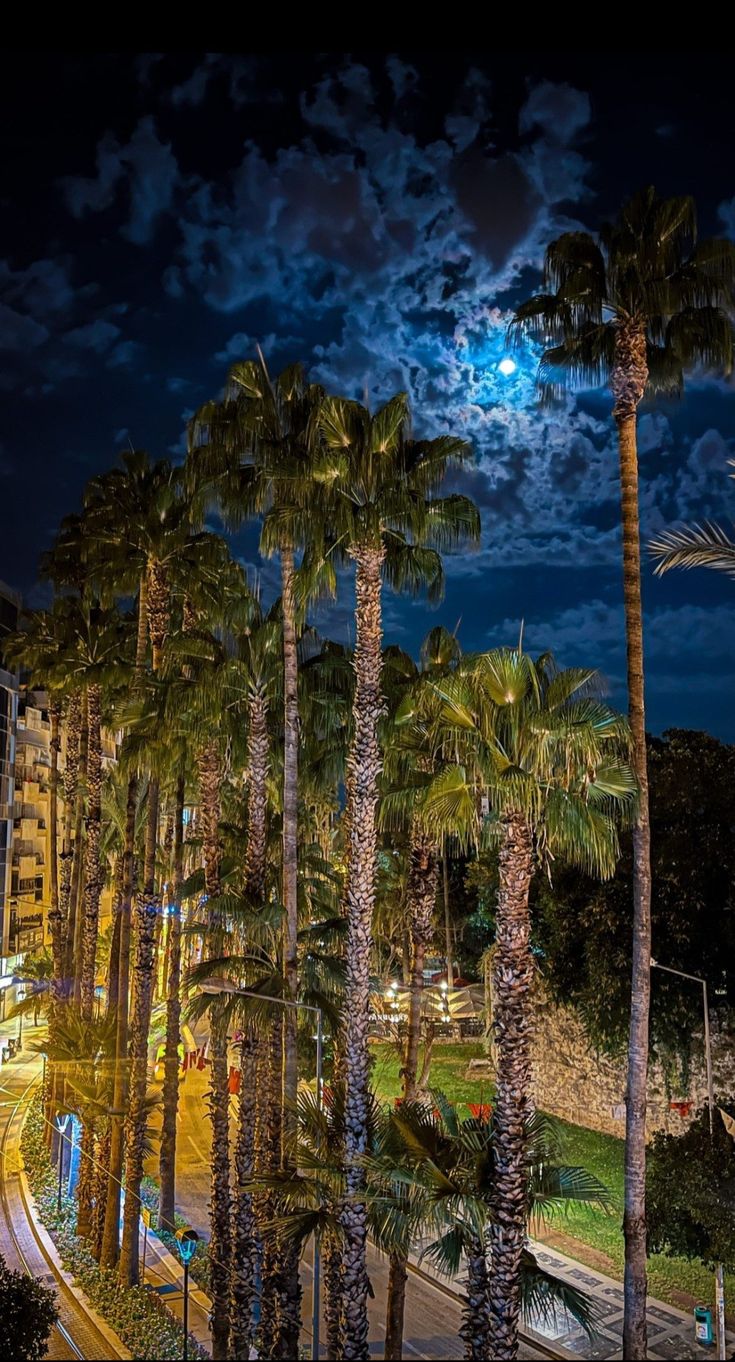 palm trees line the street at night with a full moon in the sky behind them