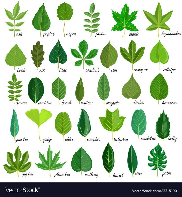 different types of leaves and their names on a white background stock photo - image 3497