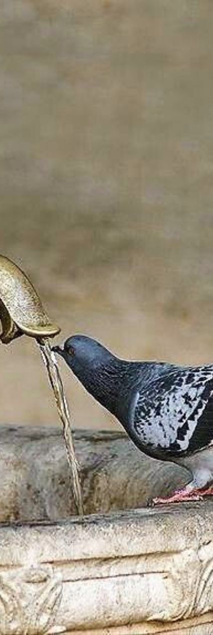 a bird is drinking water from a fountain