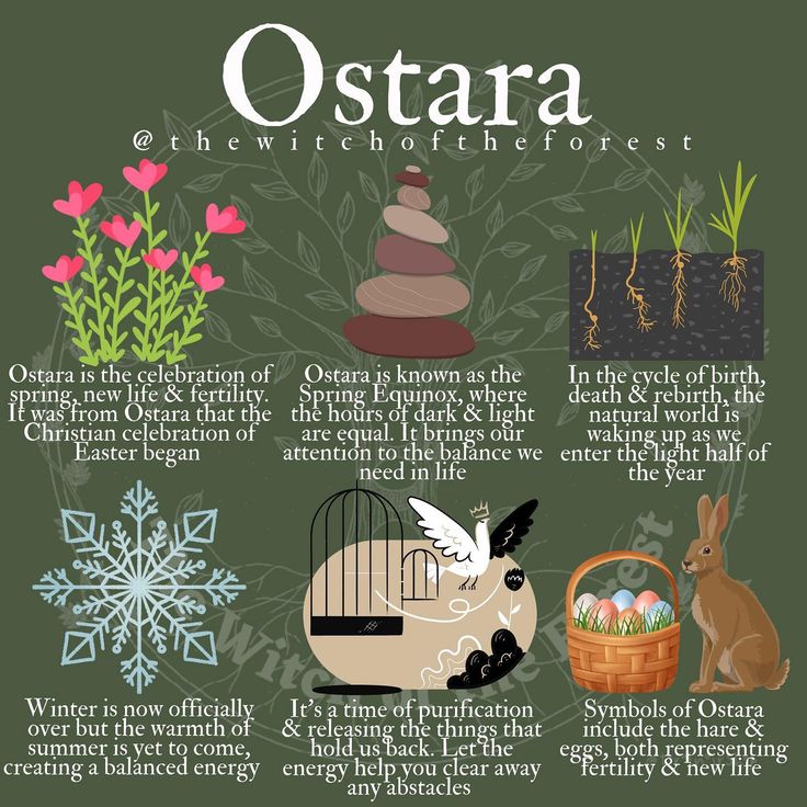 an illustrated poster with different types of animals and plants in the center, along with text that reads ostra