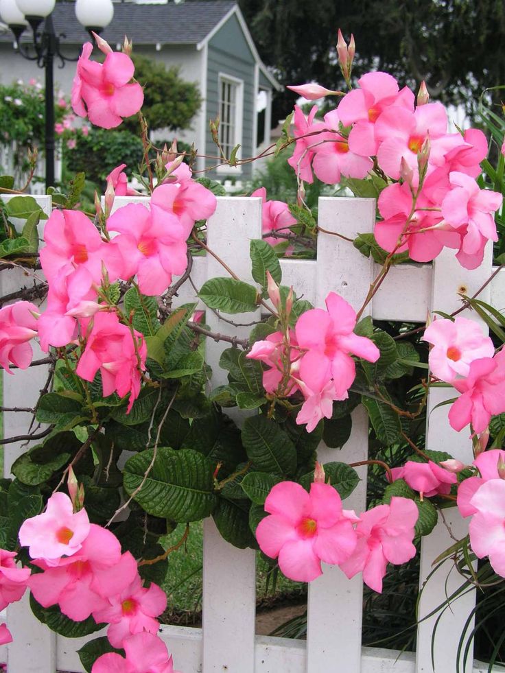 pink flowers growing on the side of a white fence