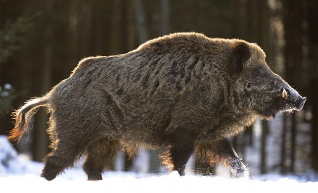 a large brown bear walking across a snow covered forest with a red circle on it's face