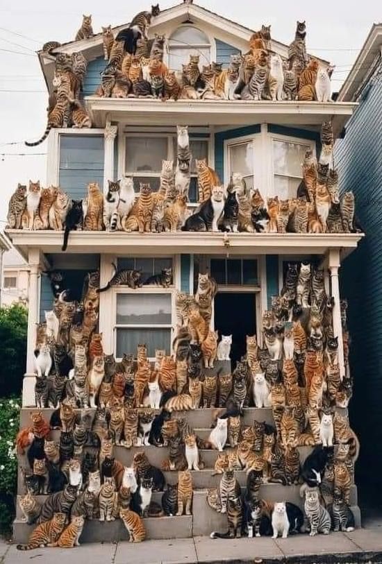 a large house with many cats on the front