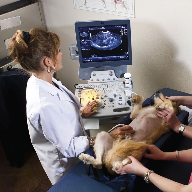 two veterinas are performing an x - ray on a small dog's chest