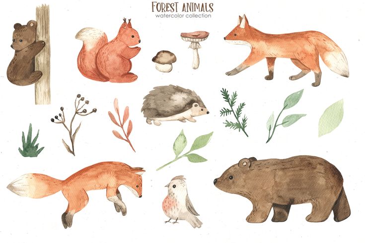 watercolor forest animals clipart set