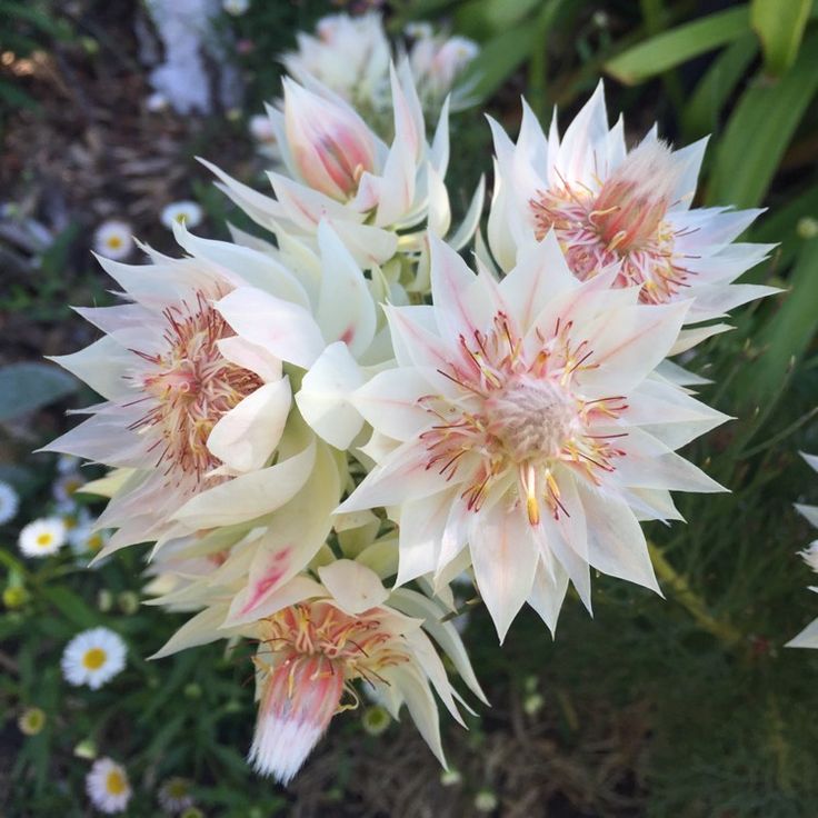 some white and pink flowers in a garden