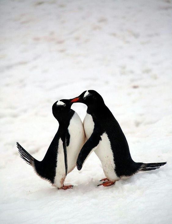 two black and white penguins standing next to each other in the snow, touching beaks