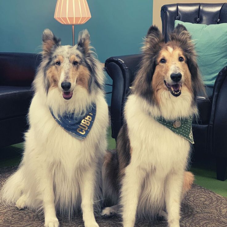 two dogs sitting next to each other in front of a chair and lamp on the floor