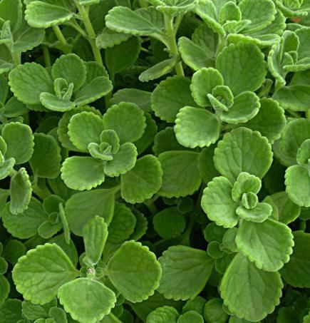 green leaves are growing in the ground next to each other, and they look like they have