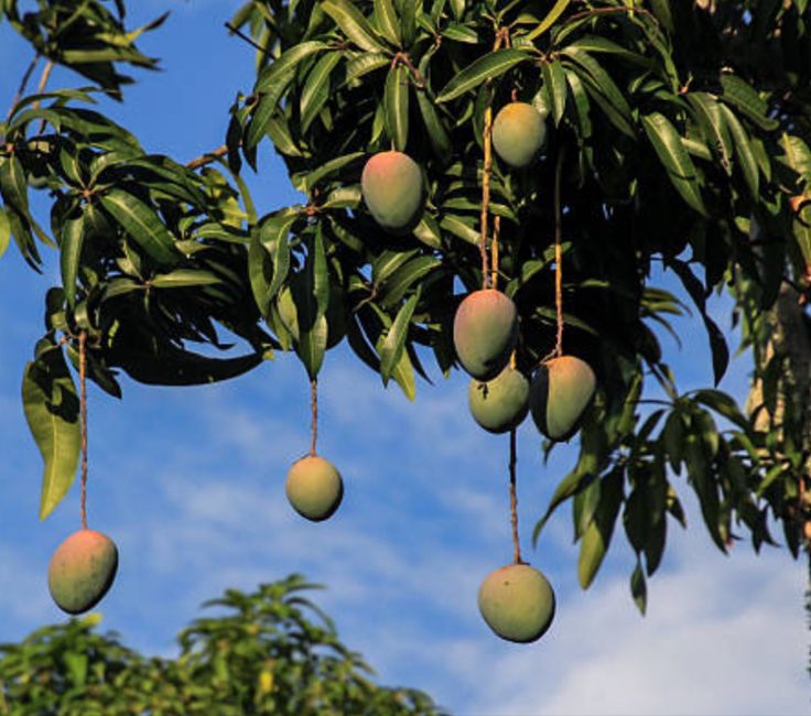 several mangoes hanging from the branches of a tree