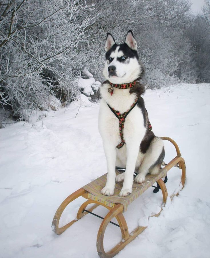 a husky dog sitting on top of a sled in the snow with trees behind him