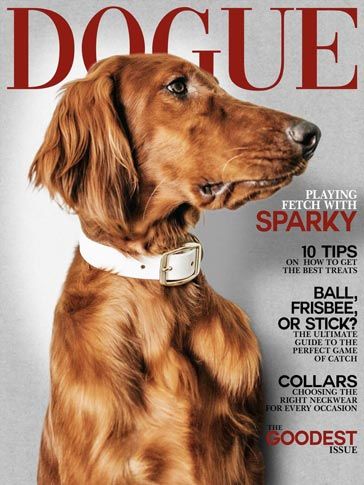 a brown dog sitting on top of a magazine cover