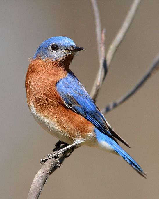 a blue and orange bird sitting on top of a tree branch next to a twig