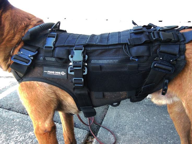 a brown dog wearing a black harness on top of it's back and neck