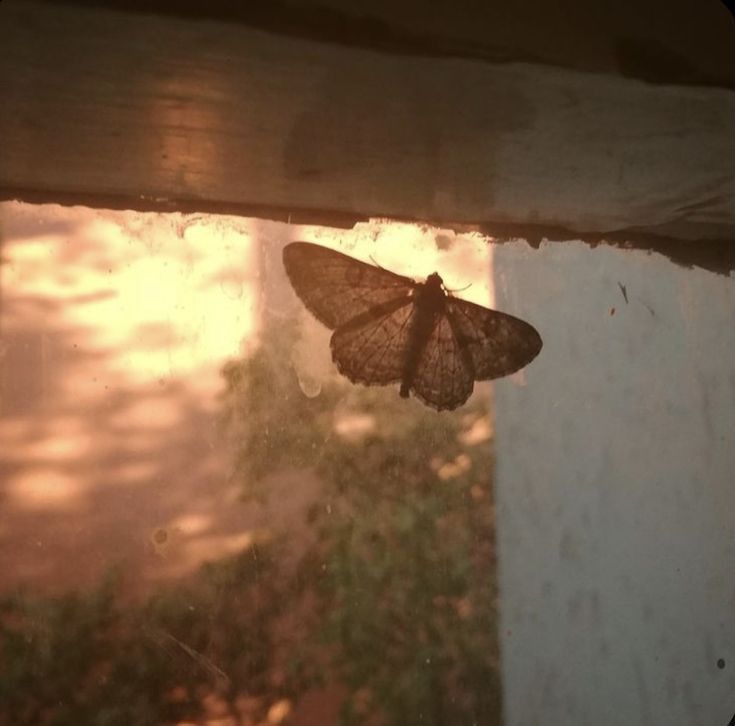 a moth that is sitting on the window sill