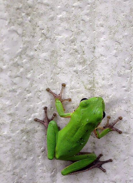 a green frog sitting on top of snow covered ground