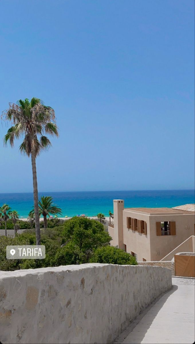 a palm tree sitting on top of a cement wall next to the ocean and beach