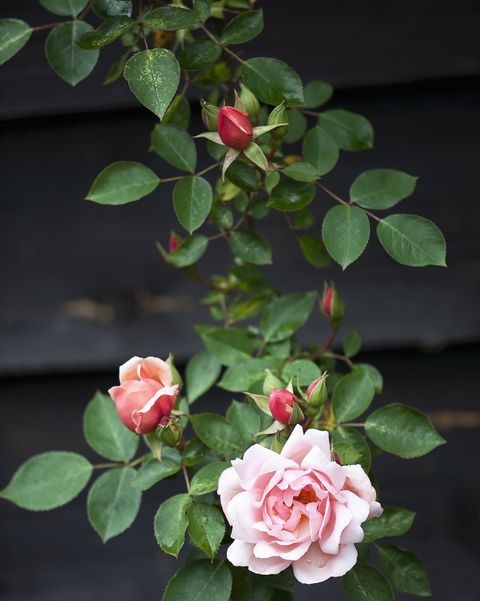 a pink rose is blooming on a bush with green leaves in front of a wooden wall