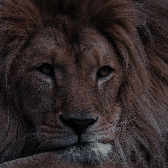 a close up of a lion laying on the ground