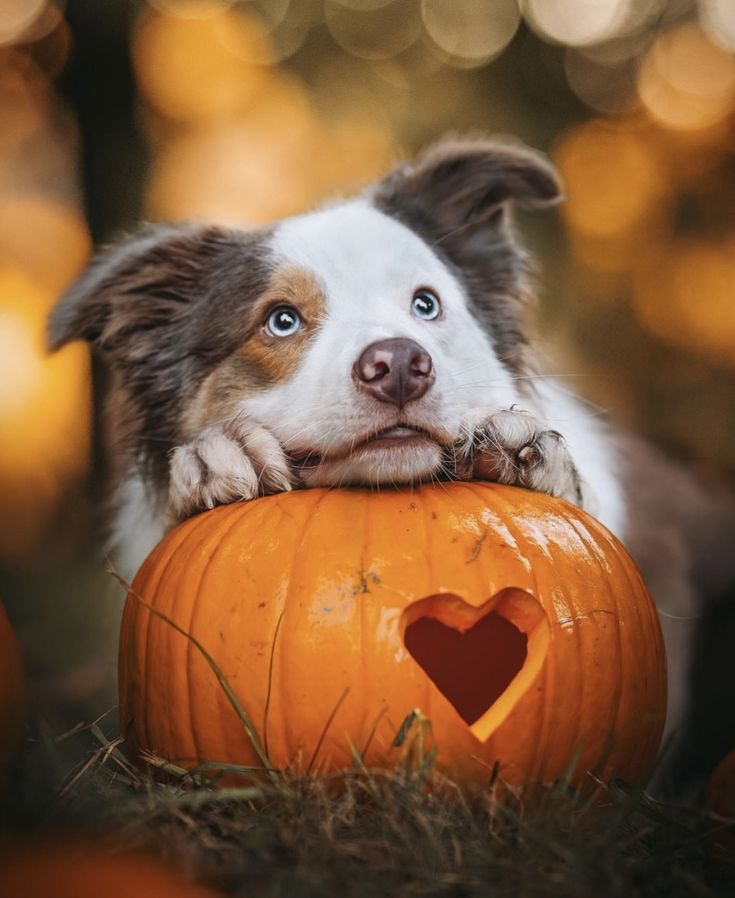 a brown and white dog laying on top of a pumpkin