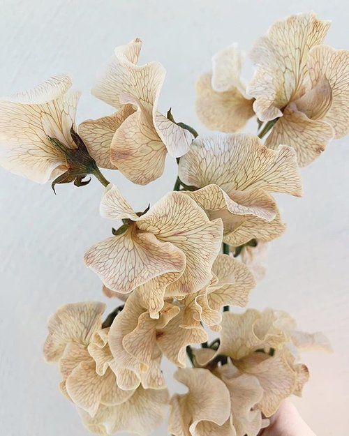 a hand is holding some white flowers