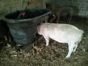 a white pig standing next to a black bucket