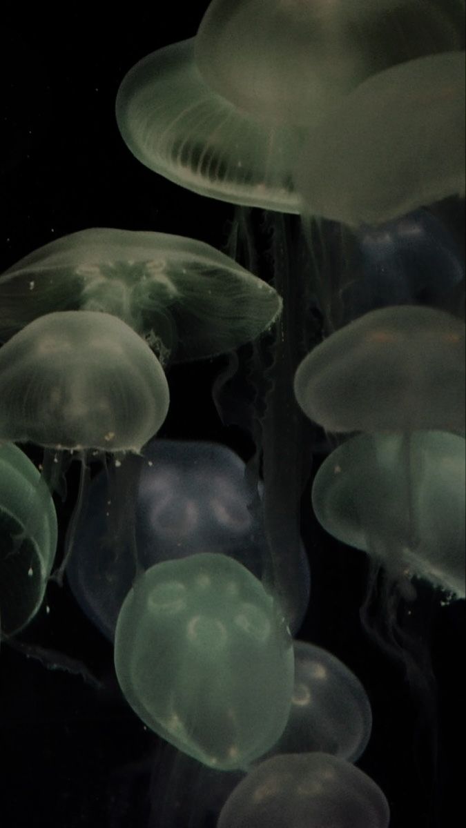 many jellyfish are swimming in the water