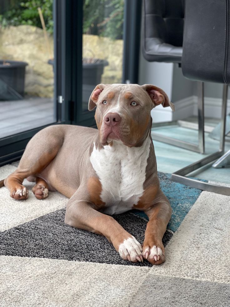 a brown and white dog laying on top of a rug