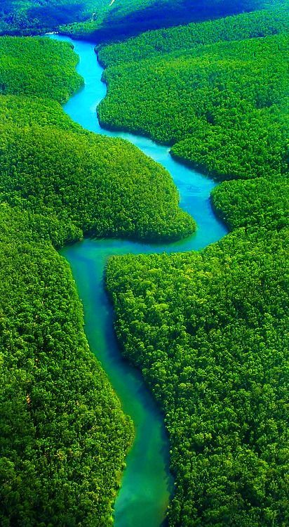 an aerial view of a river running through a lush green forest